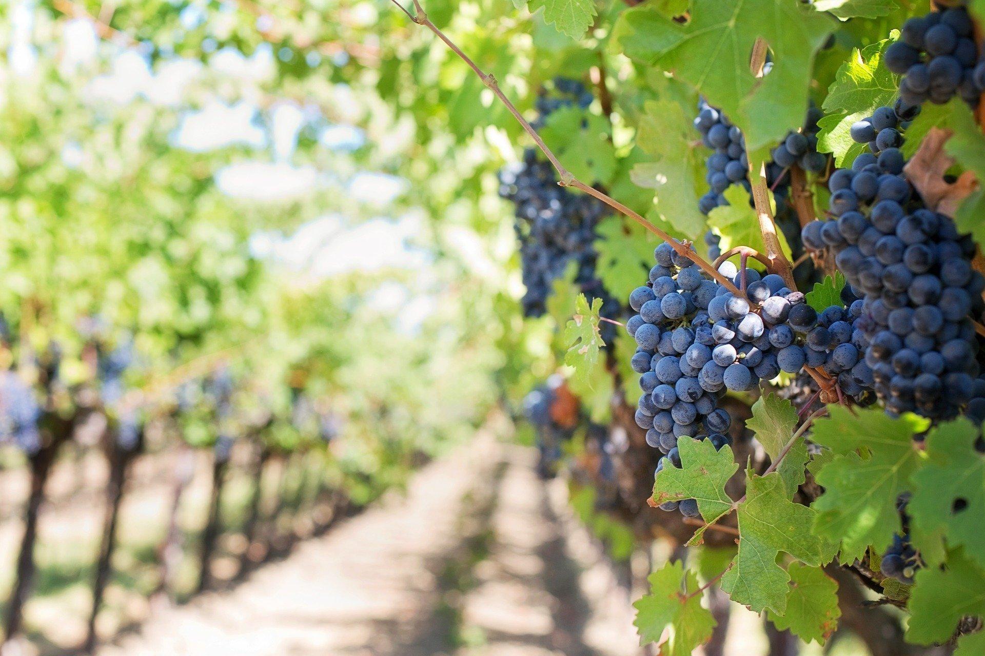 Terra de vins